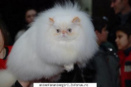 poze cu animele - poze cu animele incep eu: incepem cu pisicile - Animale