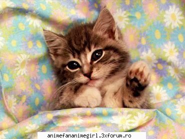poze cu animele - Misa Amane - Animale