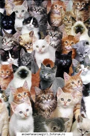 poze cu animele - soooper pissi pisi - Animale